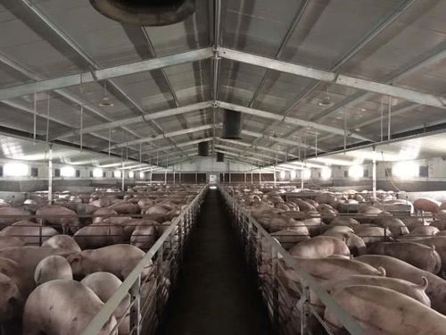 重慶農(nóng)商行 足額信貸 不斷檔 助力百姓日常生活物資供應 不掉鏈