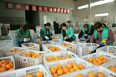 奉節(jié)縣鐵佛臍橙種植股份合作社