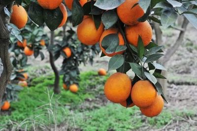 重慶地理標(biāo)志農(nóng)產(chǎn)品在《源味中國》亮相，四個區(qū)縣風(fēng)味獨特